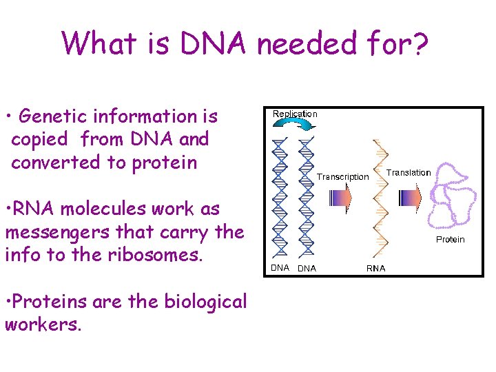 What is DNA needed for? • Genetic information is copied from DNA and converted