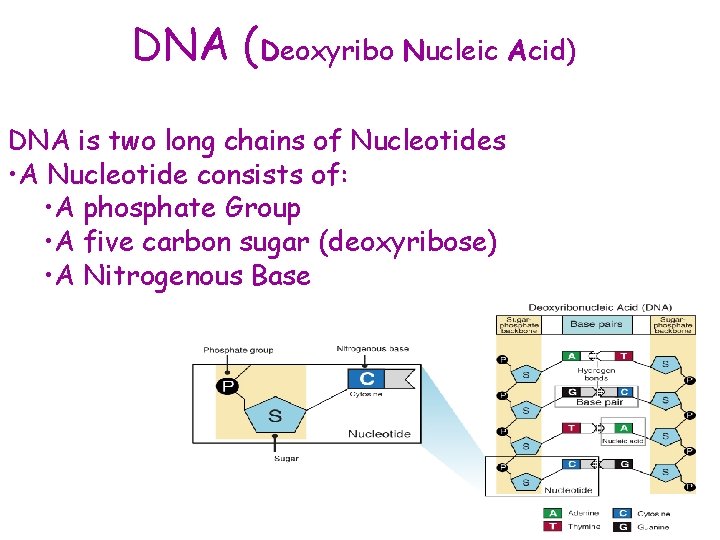 DNA (Deoxyribo Nucleic Acid) DNA is two long chains of Nucleotides • A Nucleotide