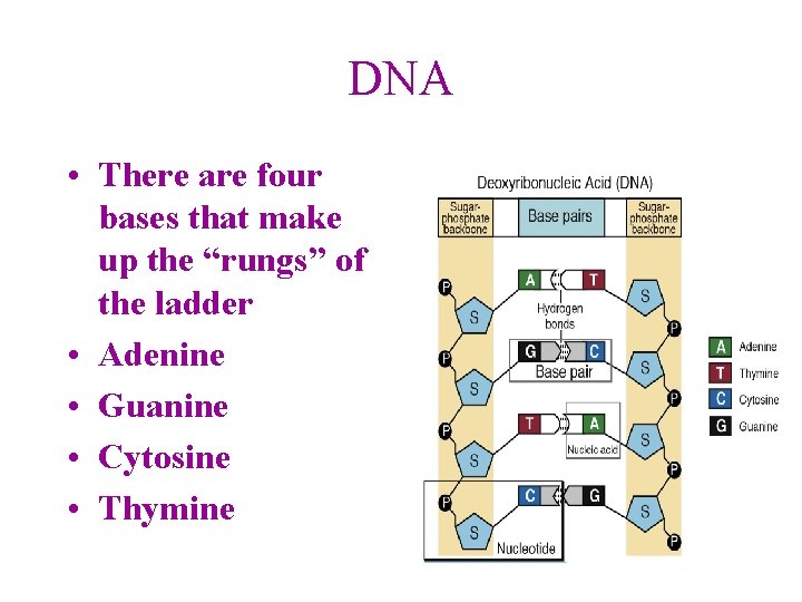 DNA • There are four bases that make up the “rungs” of the ladder