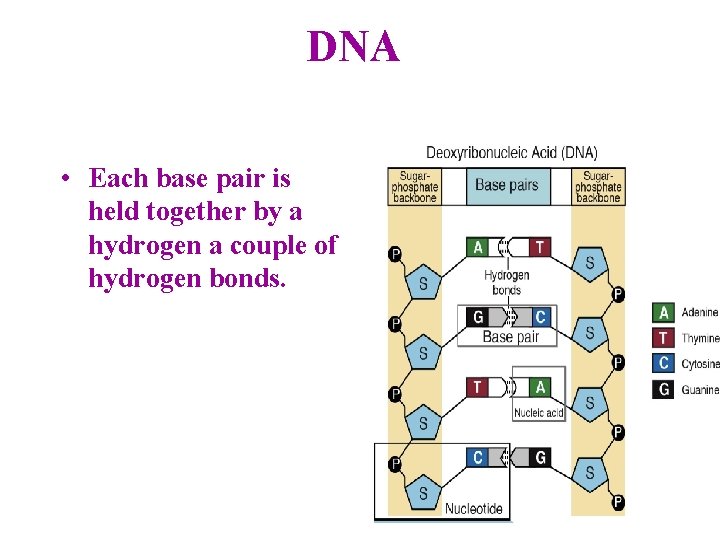 DNA • Each base pair is held together by a hydrogen a couple of