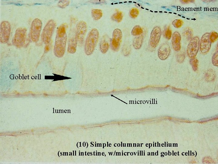 Baement mem Goblet cell microvilli lumen (10) Simple columnar epithelium Bio 348 Lapsansky -