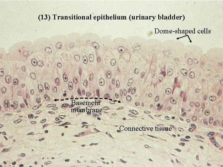 (13) Transitional epithelium (urinary bladder) Dome-shaped cells Basement membrane Connective tissue Bio 348 Lapsansky