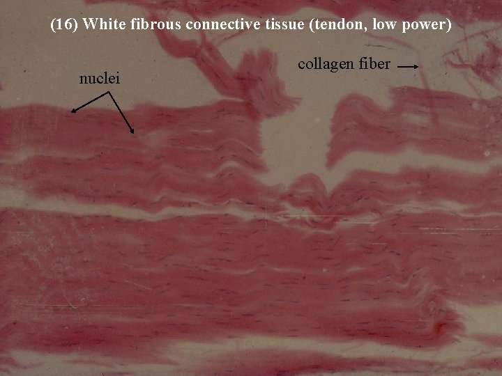 (16) White fibrous connective tissue (tendon, low power) nuclei collagen fiber Bio 348 Lapsansky
