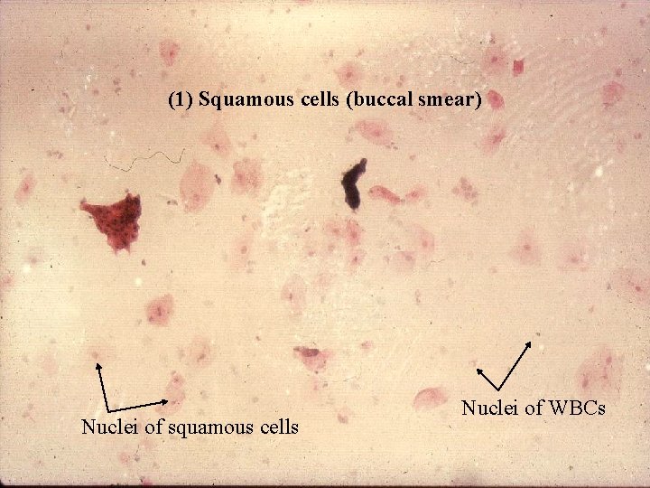 (1) Squamous cells (buccal smear) Nuclei of squamous cells Bio 348 Lapsansky - 2007