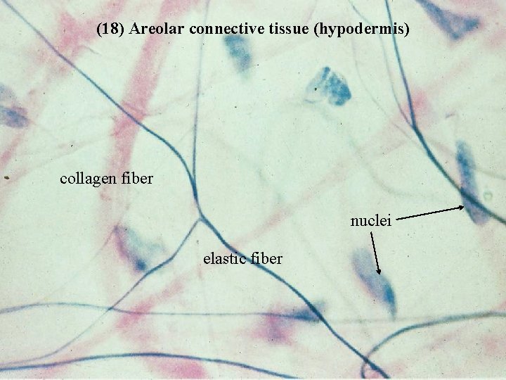 (18) Areolar connective tissue (hypodermis) collagen fiber nuclei elastic fiber Bio 348 Lapsansky -
