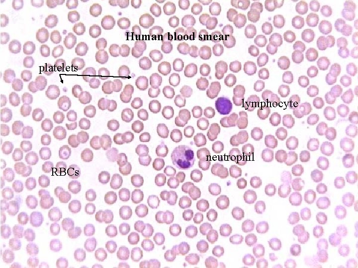Human blood smear platelets lymphocyte neutrophil RBCs Bio 348 Lapsansky - 2007 
