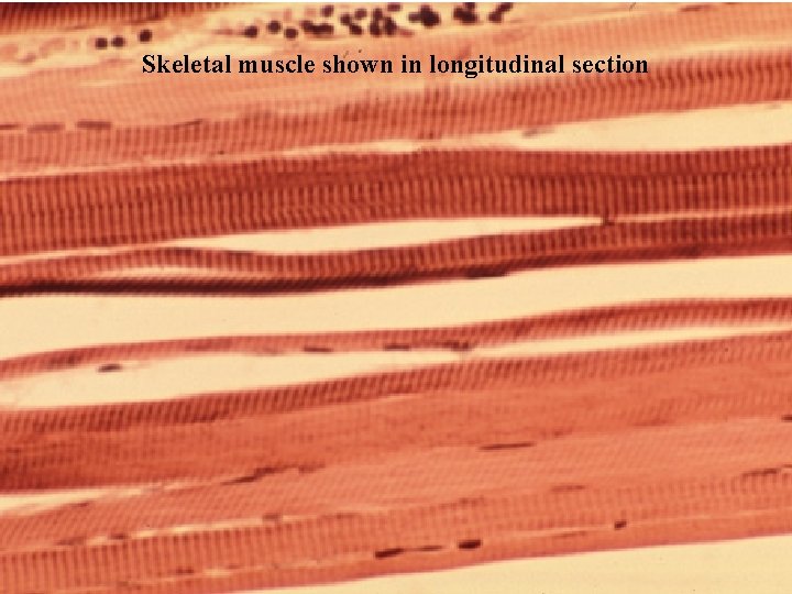 Skeletal muscle shown in longitudinal section Bio 348 Lapsansky - 2007 