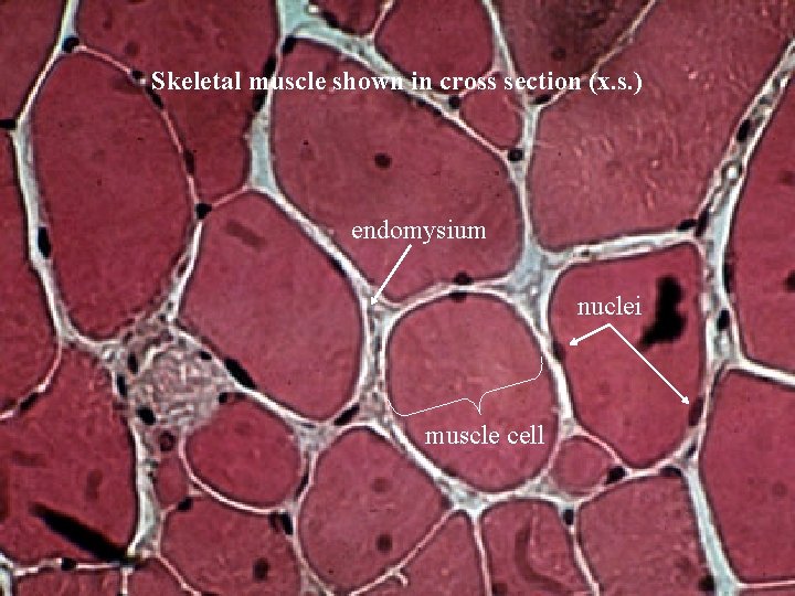 Skeletal muscle shown in cross section (x. s. ) endomysium nuclei muscle cell Bio