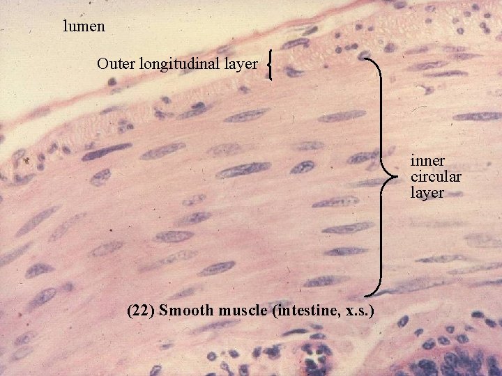 lumen Outer longitudinal layer inner circular layer (22) Smooth muscle (intestine, x. s. )