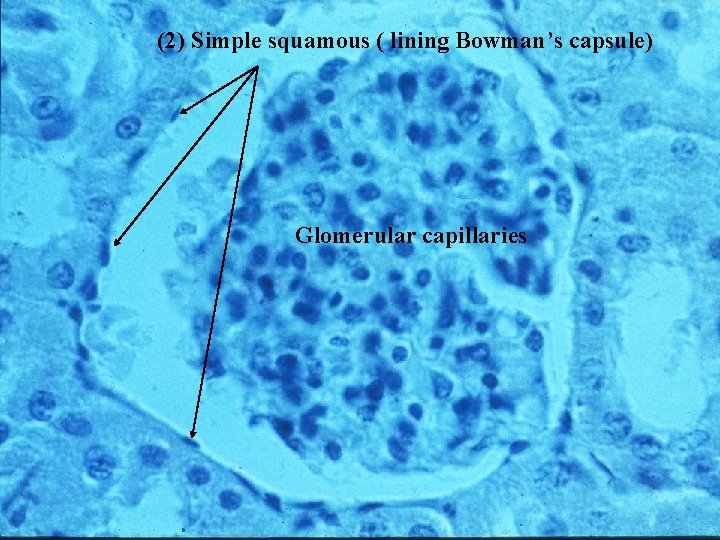 (2) Simple squamous ( lining Bowman’s capsule) Glomerular capillaries Bio 348 Lapsansky - 2007