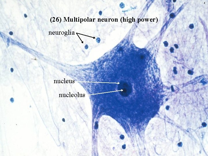 (26) Multipolar neuron (high power) neuroglia nucleus nucleolus Bio 348 Lapsansky - 2007 