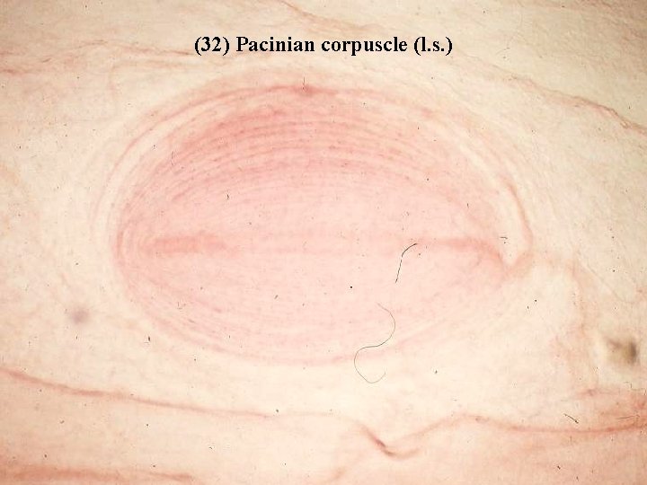 (32) Pacinian corpuscle (l. s. ) Bio 348 Lapsansky - 2007 