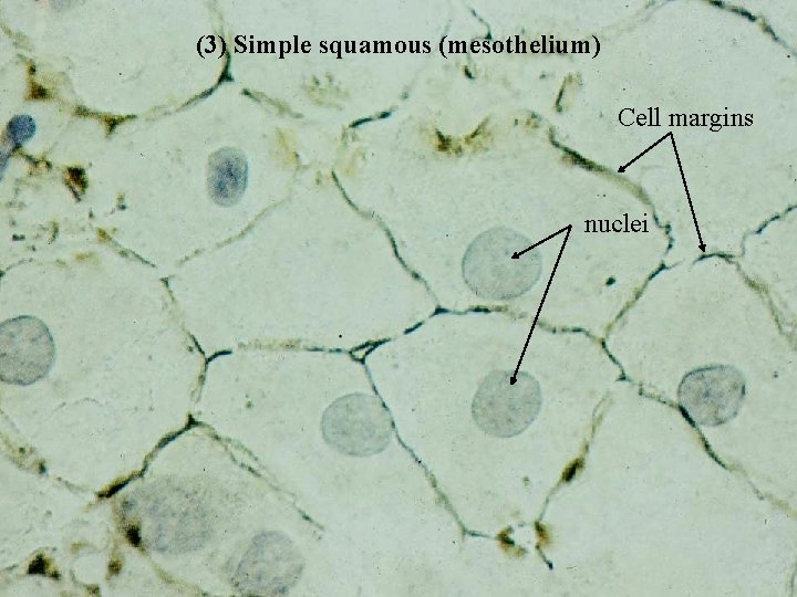 (3) Simple squamous (mesothelium) Cell margins nuclei Bio 348 Lapsansky - 2007 