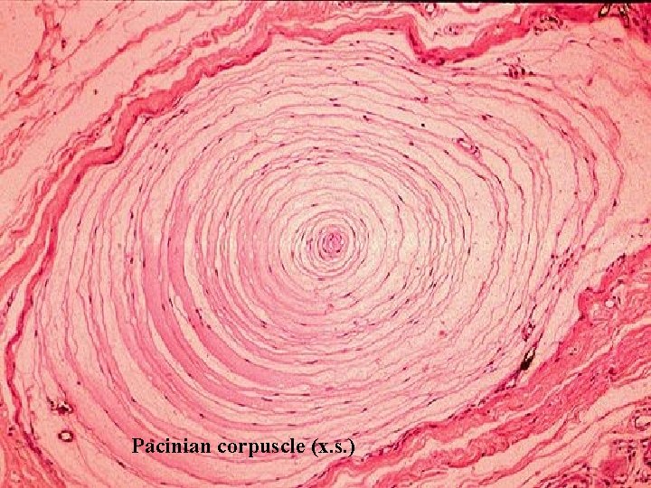 Pacinian corpuscle (x. s. ) Bio 348 Lapsansky - 2007 