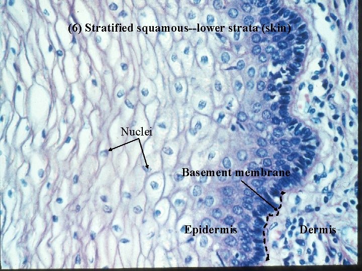 (6) Stratified squamous--lower strata (skin) Nuclei Basement membrane Epidermis Bio 348 Lapsansky - 2007