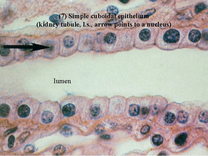 (7) Simple cuboidal epithelium (kidney tubule, l. s. , arrow points to a nucleus)