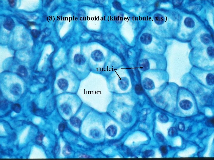 (8) Simple cuboidal (kidney tubule, x. s. ) nuclei lumen Bio 348 Lapsansky -