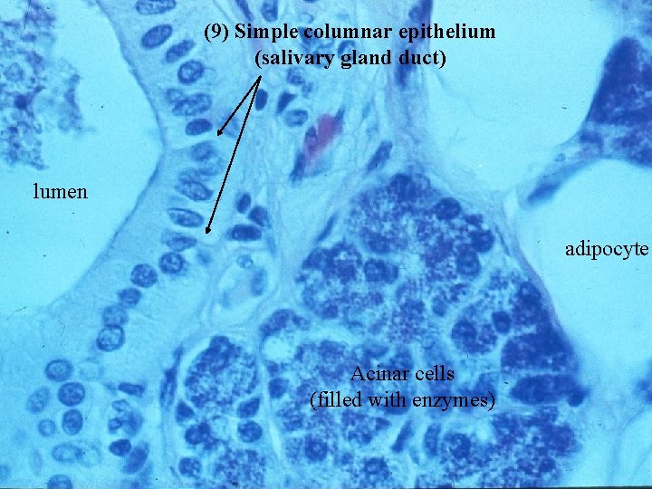(9) Simple columnar epithelium (salivary gland duct) lumen adipocyte Acinar cells (filled with enzymes)