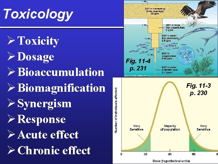 Toxicology Ø Toxicity Ø Dosage Ø Bioaccumulation Ø Biomagnification Ø Synergism Ø Response Ø