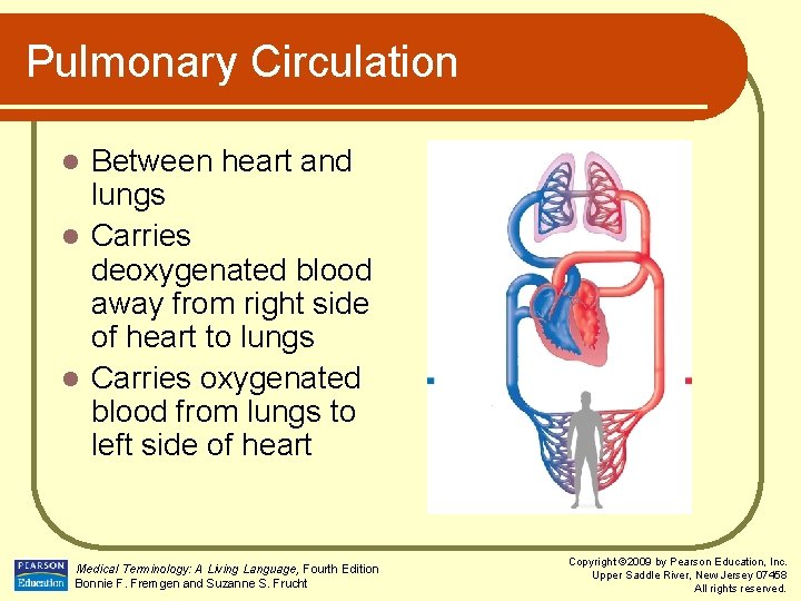 Pulmonary Circulation Between heart and lungs l Carries deoxygenated blood away from right side