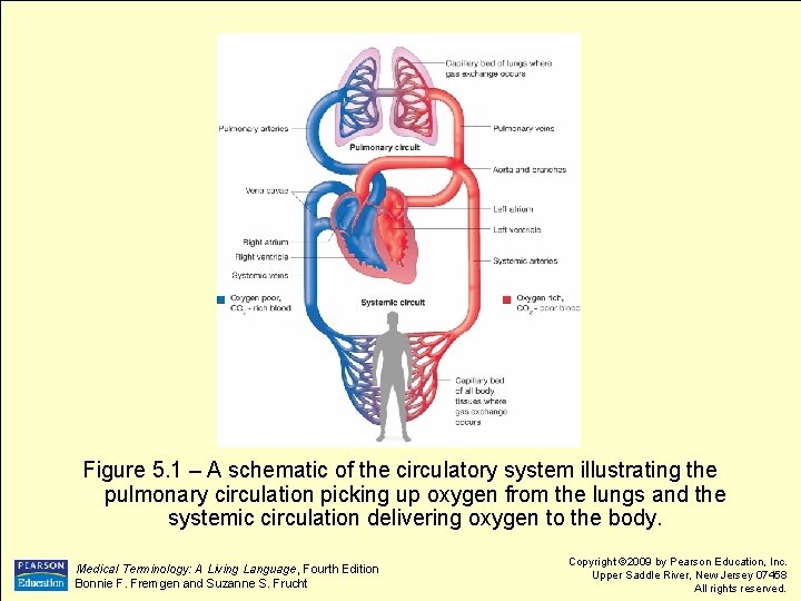 Figure 5. 1 – A schematic of the circulatory system illustrating the pulmonary circulation