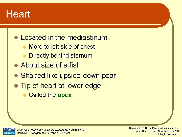 Heart l Located in the mediastinum l l More to left side of chest