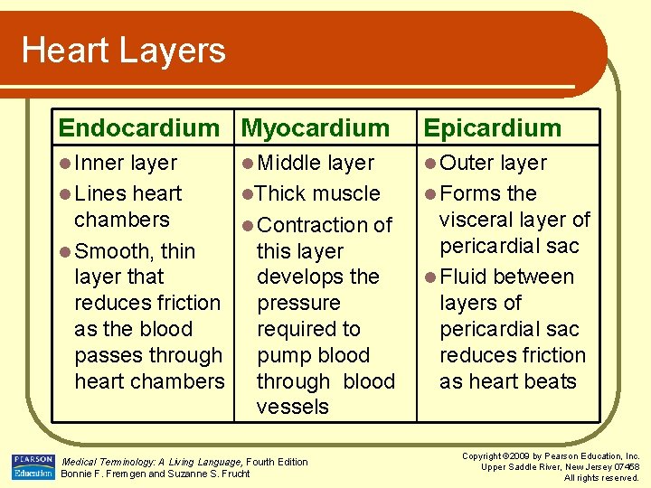 Heart Layers Endocardium Myocardium Epicardium l Inner l Outer layer l Middle layer l