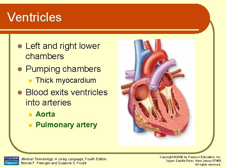 Ventricles Left and right lower chambers l Pumping chambers l l l Thick myocardium