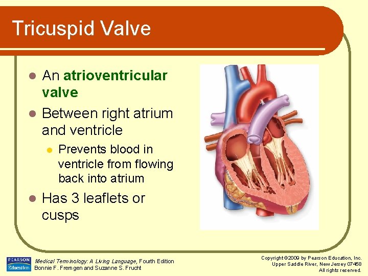 Tricuspid Valve An atrioventricular valve l Between right atrium and ventricle l l l