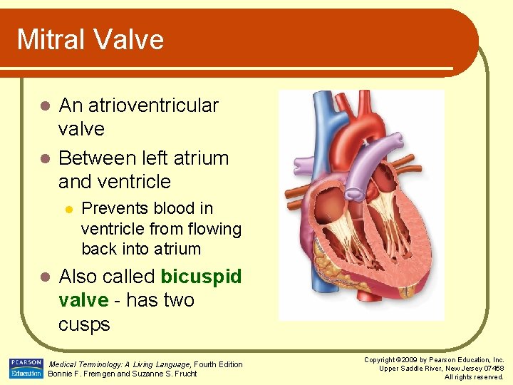 Mitral Valve An atrioventricular valve l Between left atrium and ventricle l l l