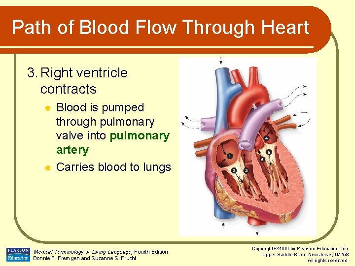 Path of Blood Flow Through Heart 3. Right ventricle contracts l l Blood is