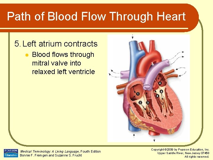 Path of Blood Flow Through Heart 5. Left atrium contracts l Blood flows through