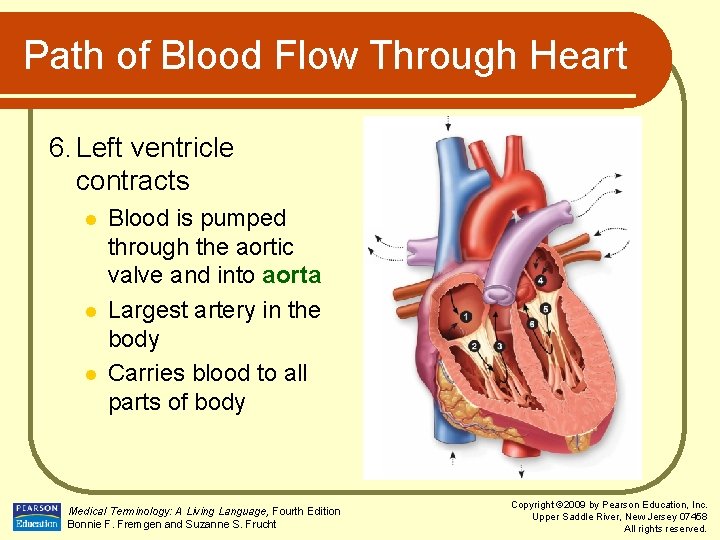 Path of Blood Flow Through Heart 6. Left ventricle contracts l l l Blood