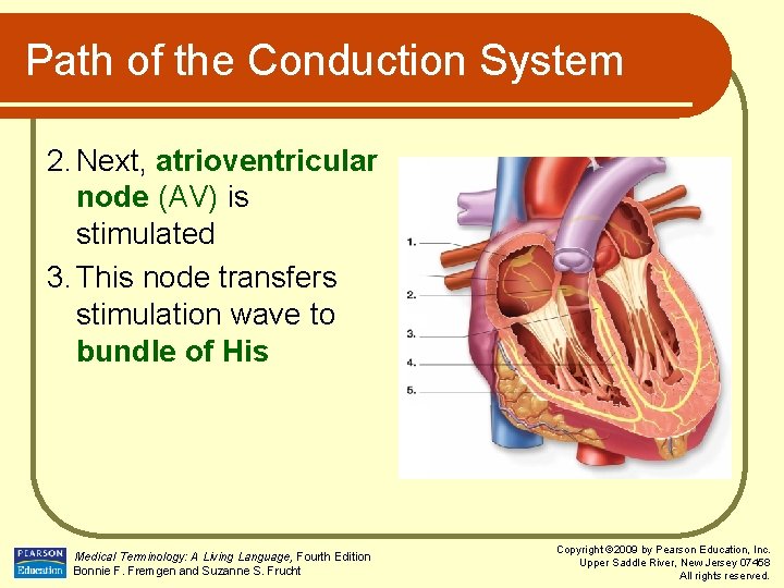 Path of the Conduction System 2. Next, atrioventricular node (AV) is stimulated 3. This