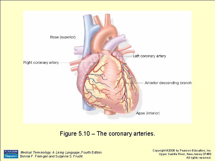 Figure 5. 10 – The coronary arteries. Medical Terminology: A Living Language, Fourth Edition