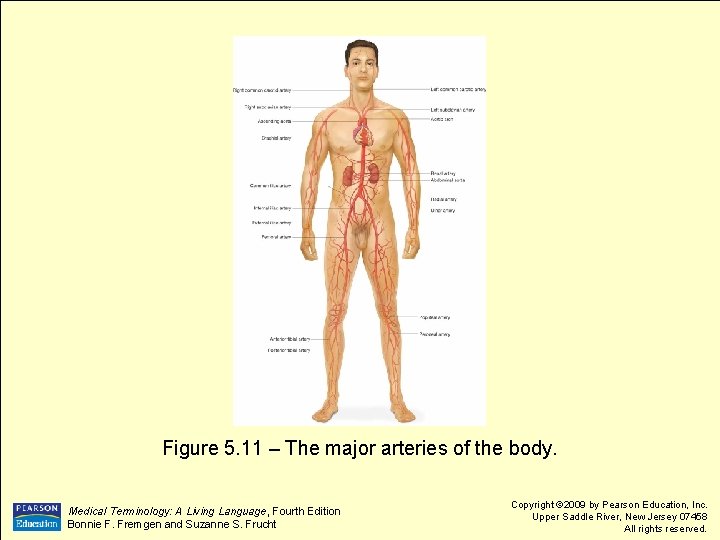 Figure 5. 11 – The major arteries of the body. Medical Terminology: A Living