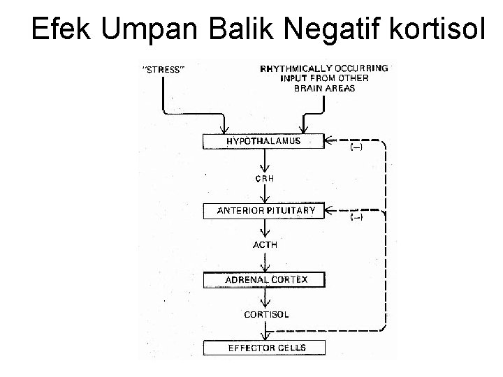 Efek Umpan Balik Negatif kortisol 