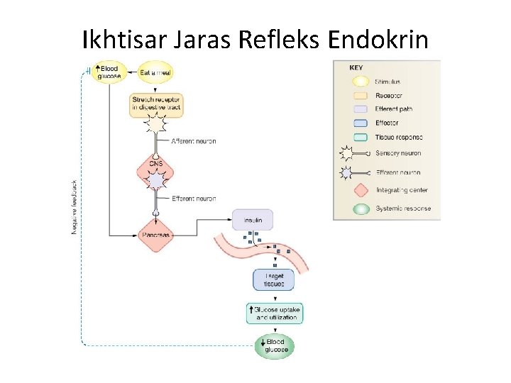 Ikhtisar Jaras Refleks Endokrin 