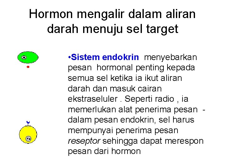 Hormon mengalir dalam aliran darah menuju sel target • Sistem endokrin menyebarkan pesan hormonal