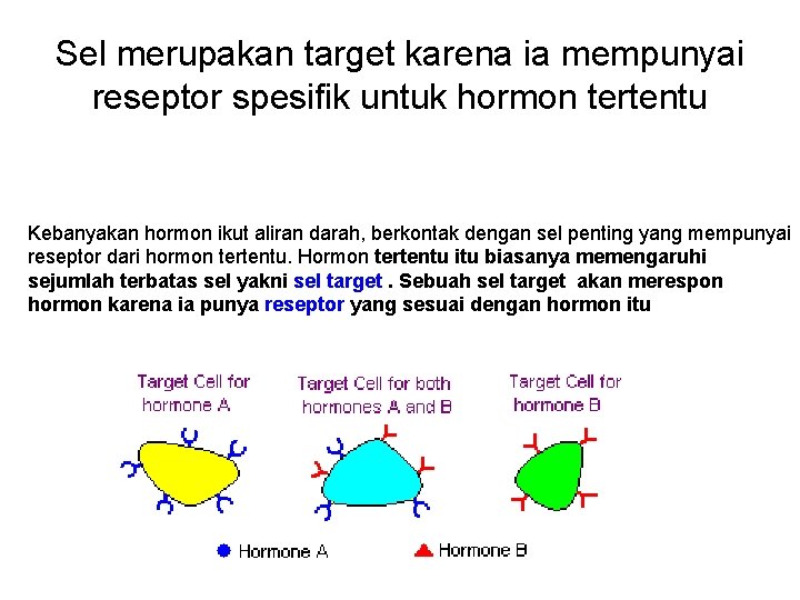 Sel merupakan target karena ia mempunyai reseptor spesifik untuk hormon tertentu Kebanyakan hormon ikut