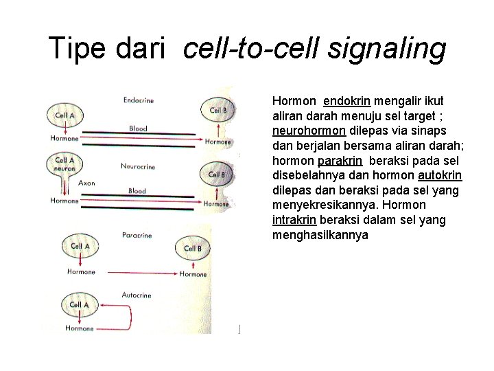 Tipe dari cell-to-cell signaling Hormon endokrin mengalir ikut aliran darah menuju sel target ;