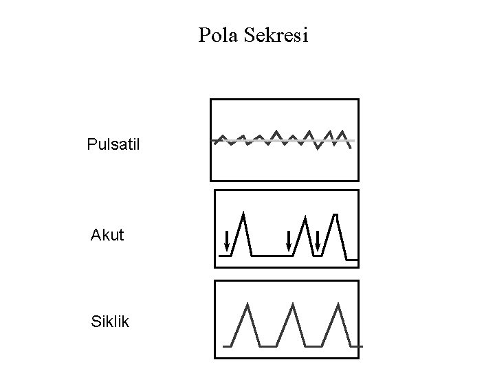 Pola Sekresi Pulsatil Akut Siklik 