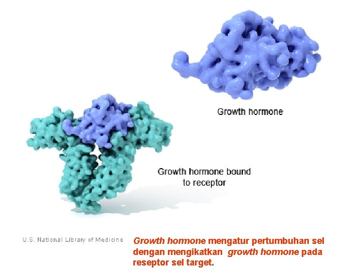 Growth hormone mengatur pertumbuhan sel dengan mengikatkan growth hormone pada reseptor sel target. 