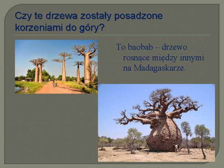 Czy te drzewa zostały posadzone korzeniami do góry? To baobab – drzewo rosnące między