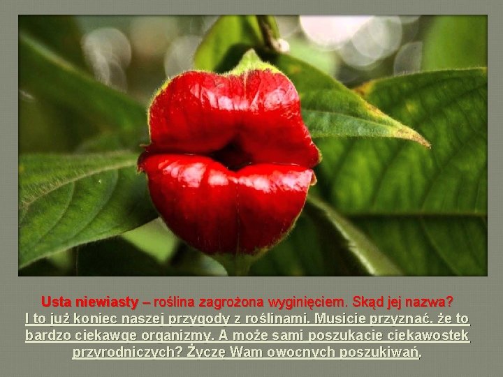 Usta niewiasty – roślina zagrożona wyginięciem. Skąd jej nazwa? I to już koniec naszej