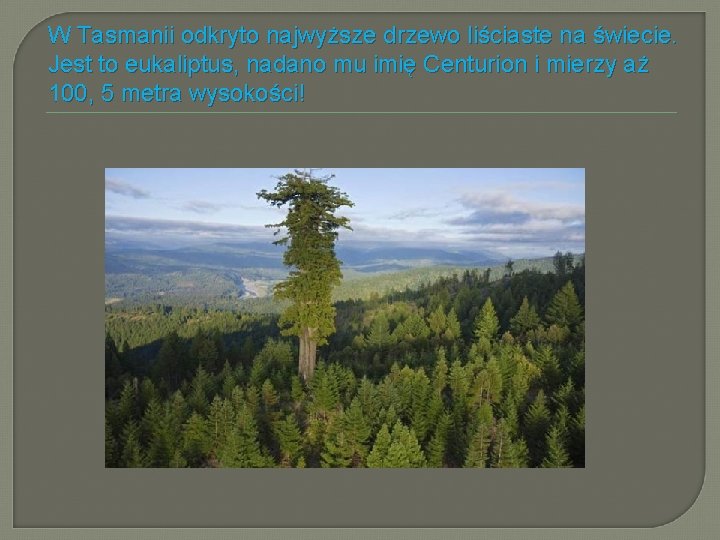 W Tasmanii odkryto najwyższe drzewo liściaste na świecie. Jest to eukaliptus, nadano mu imię