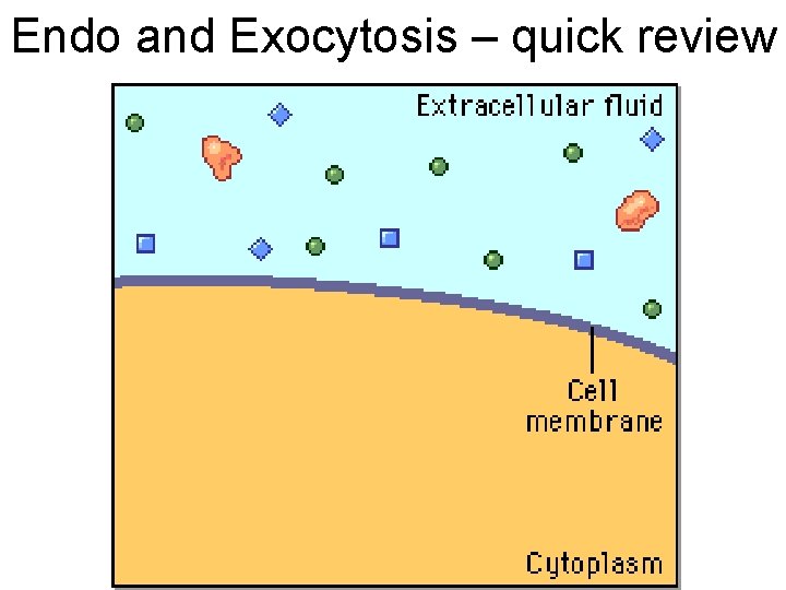 Endo and Exocytosis – quick review 