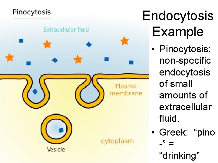 Endocytosis Example • Pinocytosis: non-specific endocytosis of small amounts of extracellular fluid. • Greek: