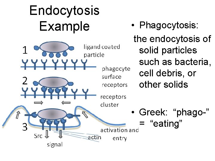 Endocytosis Example • Phagocytosis: the endocytosis of solid particles such as bacteria, cell debris,