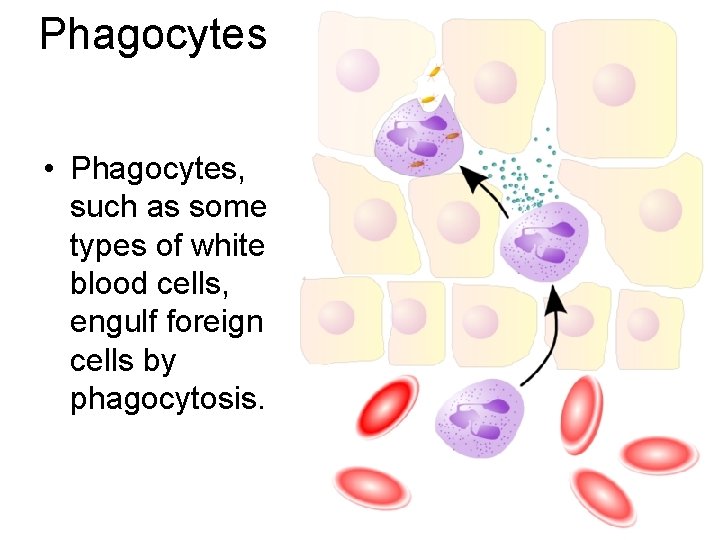 Phagocytes • Phagocytes, such as some types of white blood cells, engulf foreign cells